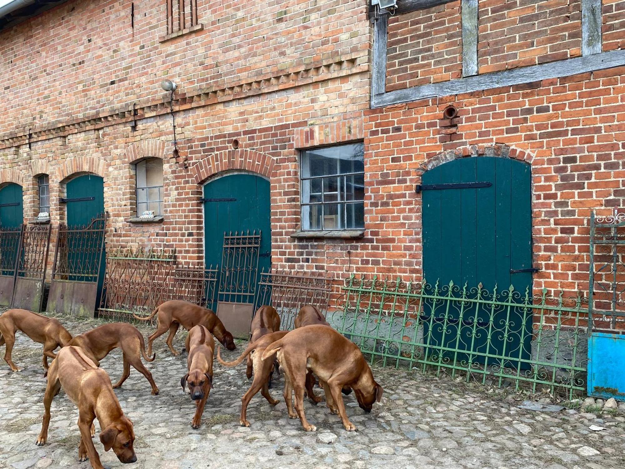 Bauernhof-Streichel-Zoo-Kombi-Familien-Suite-Im-Wald-Am-See Gulow Dış mekan fotoğraf